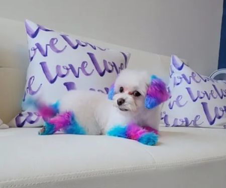 Jazzy Pawz Pet Care Suites
