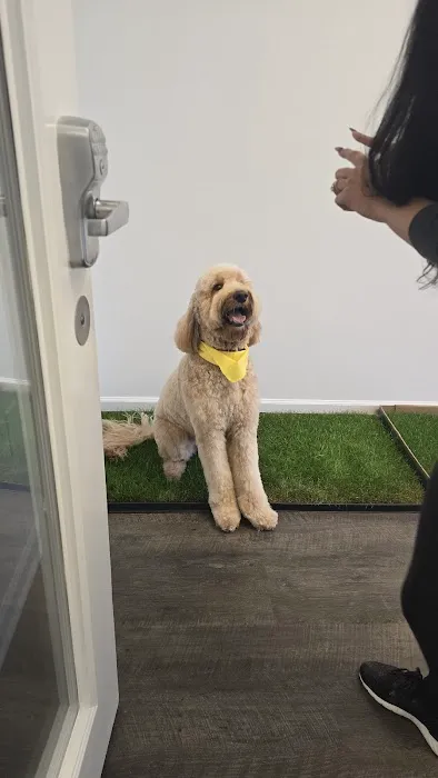 Jazzy Pawz Pet Care Suites Picture 4