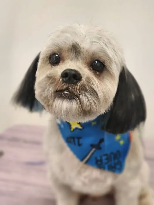 Jazzy Pawz Pet Care Suites Picture 3
