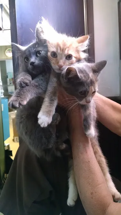 Hackensack Animal Hospital Picture 5