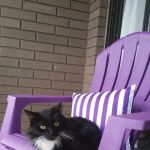 Hackensack Animal Hospital