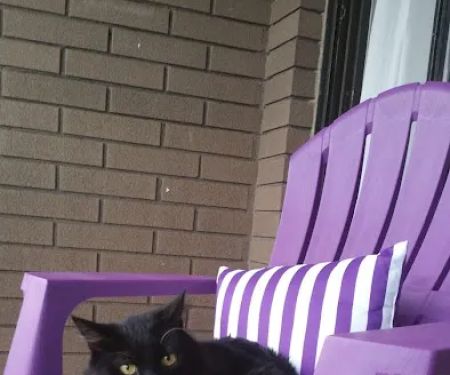 Hackensack Animal Hospital
