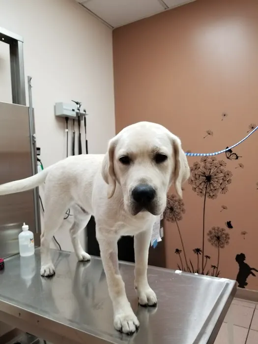 Ridgefield Park Animal Hospital Picture 8