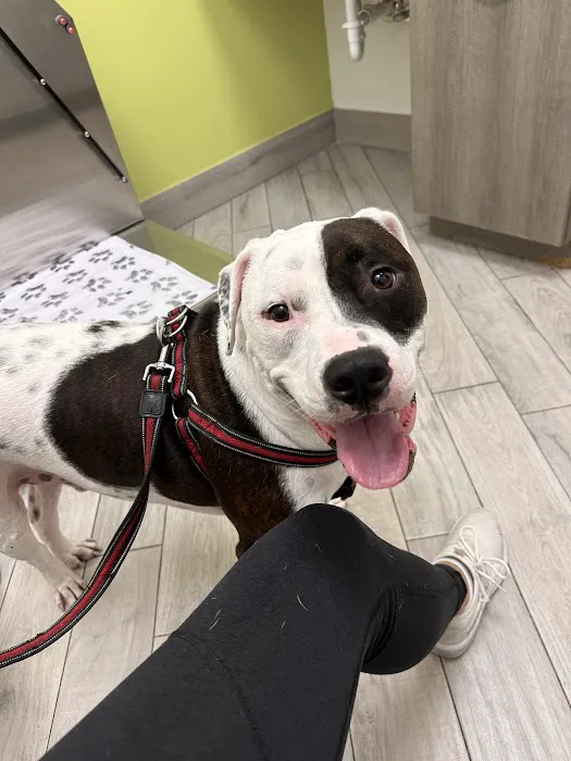Meadowlands Veterinary Hospital Picture 1