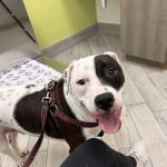 Meadowlands Veterinary Hospital