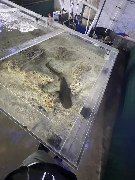 The Fish Store Picture 4