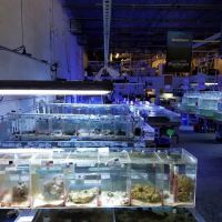 The Fish Store ico