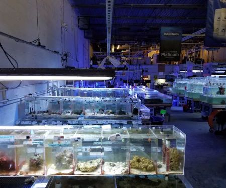 The Fish Store