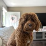 Vetco Total Care Animal Hospital