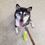 Maywood Veterinary Clinic
