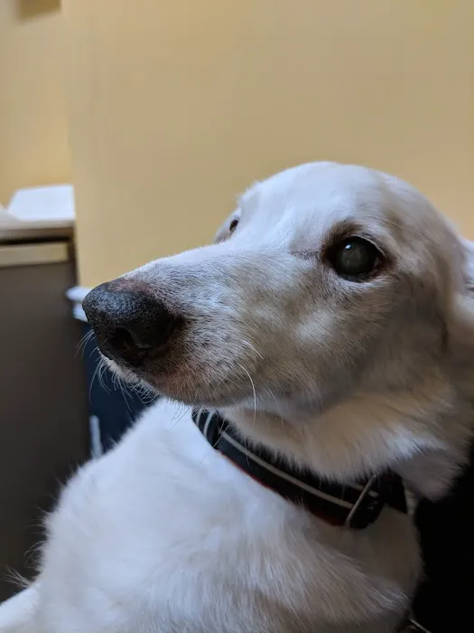 Maywood Veterinary Clinic Picture 4