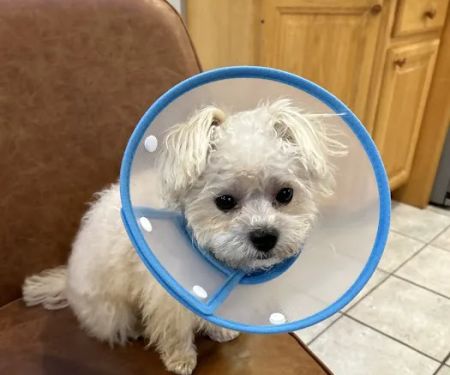 Bond Vet - Paramus