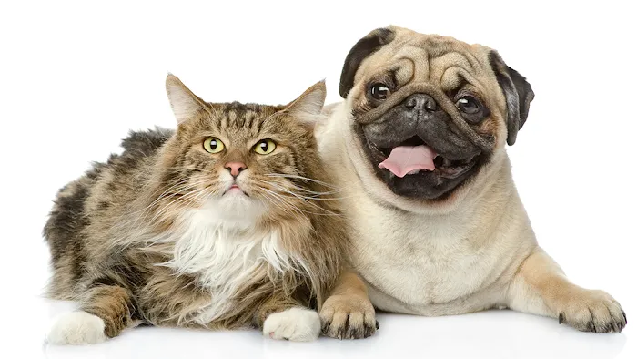Animal Care of Oradell Picture 5