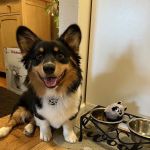Animal Care of Oradell