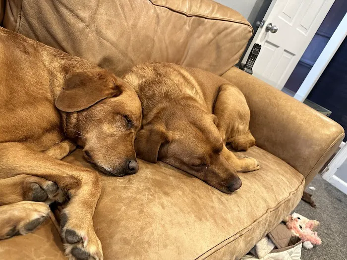 Animal Care of Oradell Picture 4