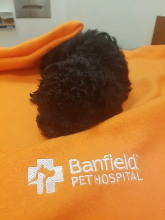 Banfield Pet Hospital Picture 4