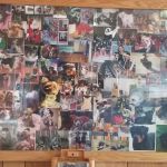 Victory Veterinary Practice