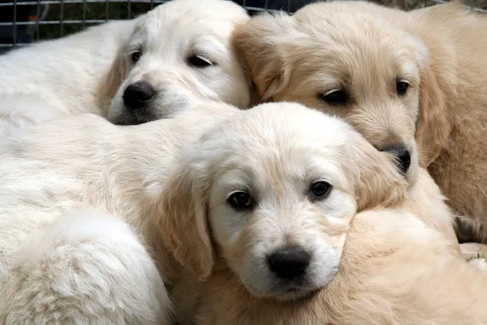 Georgia Puppies Online Picture 1