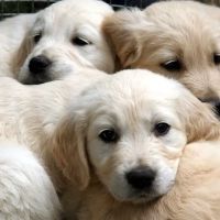 Georgia Puppies Online ico