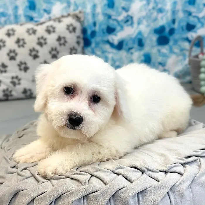 Georgia Puppies Online Picture 10