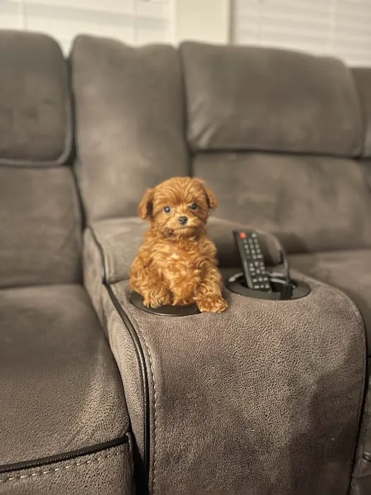 Georgia Puppies Online Picture 6