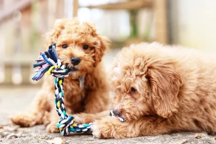 Georgia Puppies Online Picture 5
