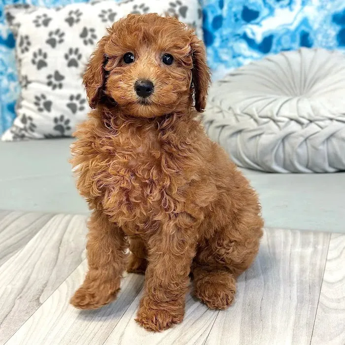 Georgia Puppies Online Picture 4