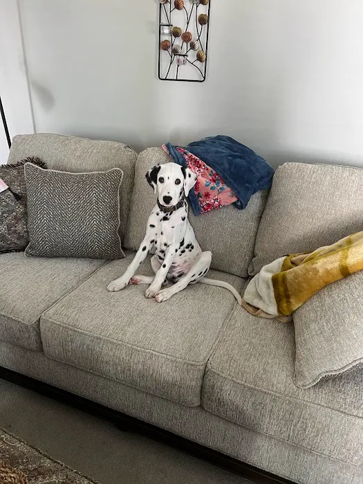 Georgia Puppies Online Picture 7