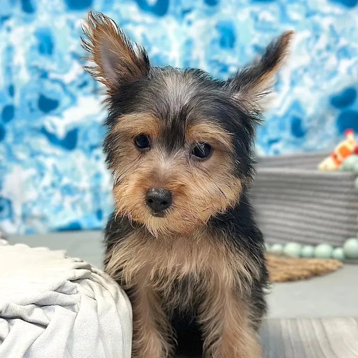 Georgia Puppies Online Picture 9