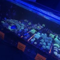 Reef Shac ico