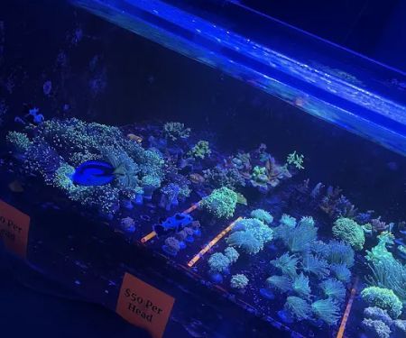 Reef Shac