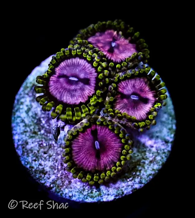 Reef Shac Picture 4