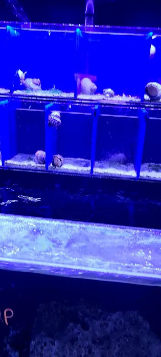 Reef Shac Picture 2