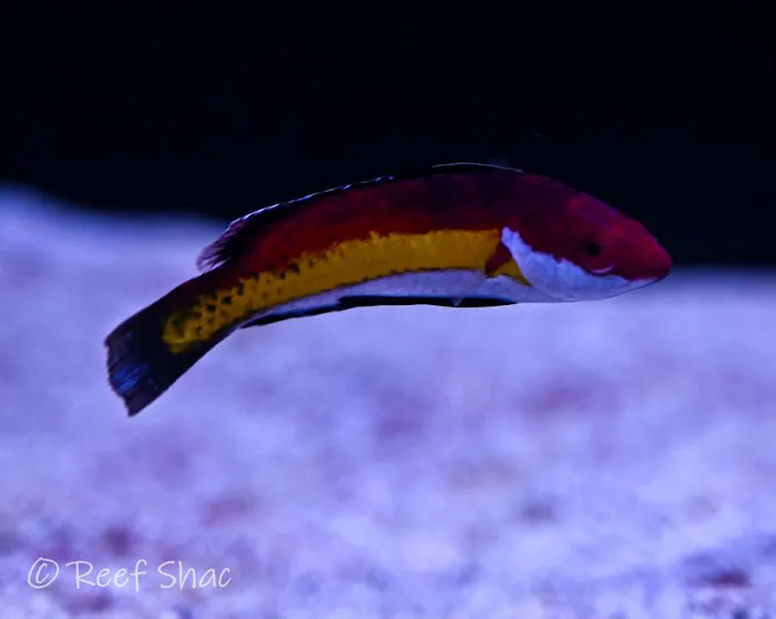 Reef Shac Picture 8