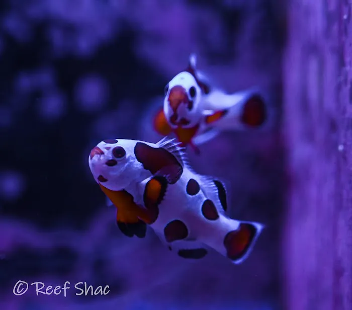Reef Shac Picture 10