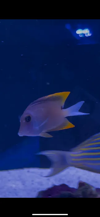 Reef Shac Picture 7