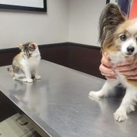 Animal Clinic & Hospital of Jersey City ico