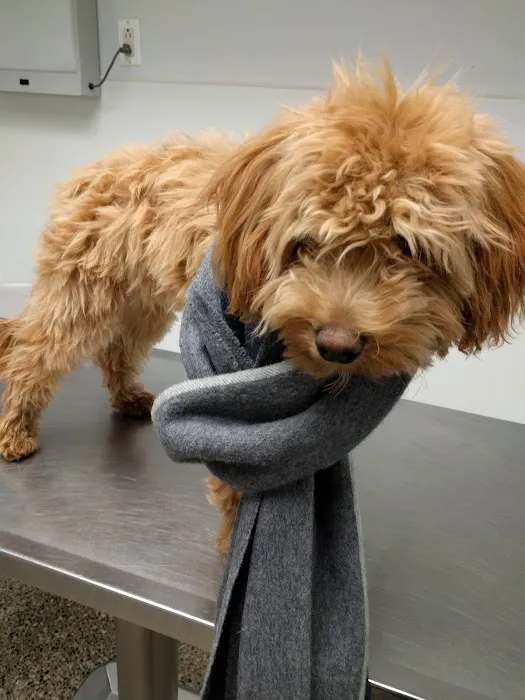 Animal Clinic & Hospital of Jersey City Picture 4