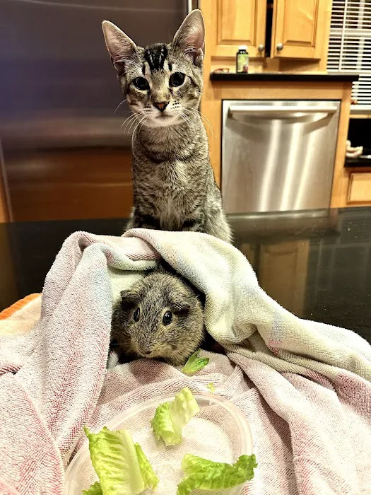 Petco Picture 4