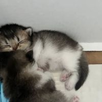 Nightynight Cattery ico