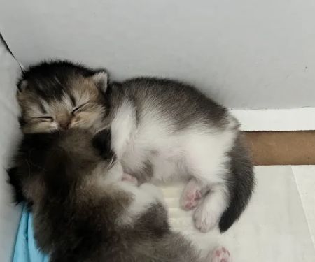 Nightynight Cattery