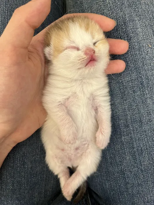 Nightynight Cattery Picture 4