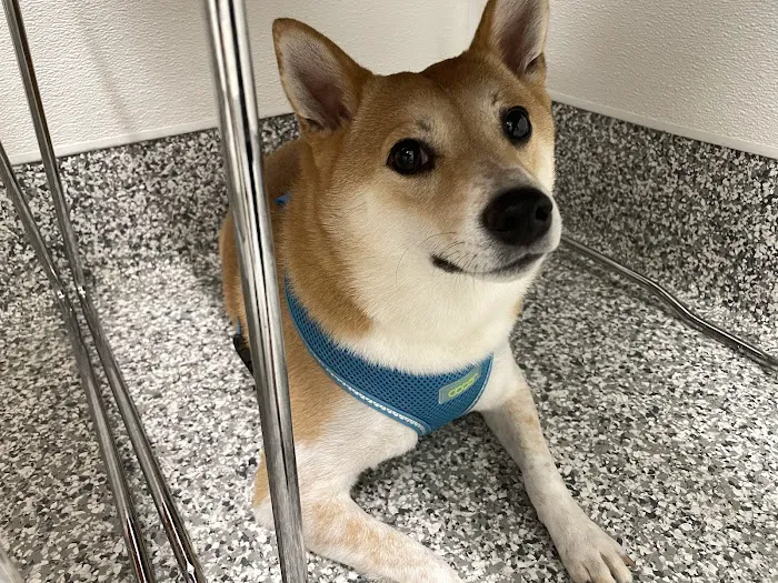 Veterinaire Pet Care Picture 6