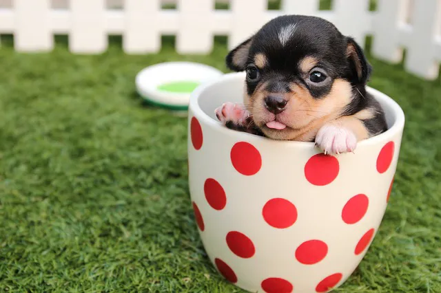 Veterinaire Pet Care Picture 7