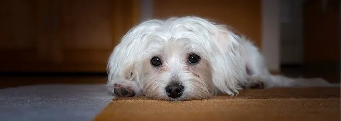 Veterinaire Pet Care Picture 5