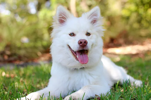 Veterinaire Pet Care Picture 1