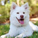 Veterinaire Pet Care