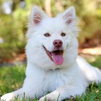 Veterinaire Pet Care ico