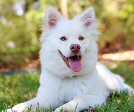Veterinaire Pet Care