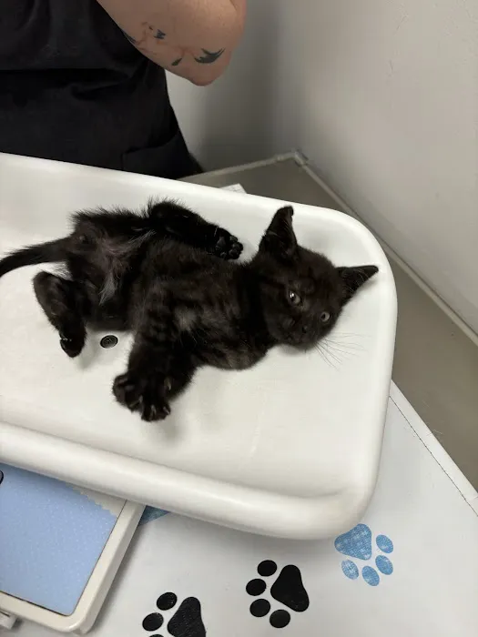 St Francis Animal Hospital Picture 3